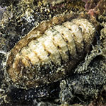 Chiton sp. 18